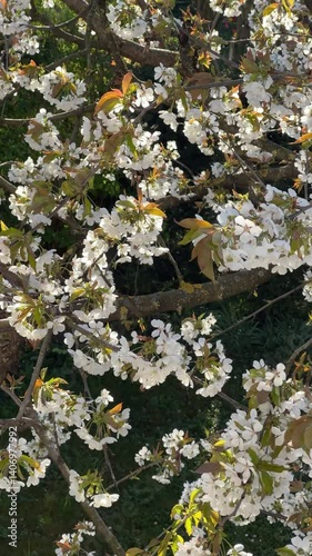 White and pink cherry blossom during springtime 