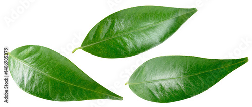 фотографія Citrus leaf isolated png