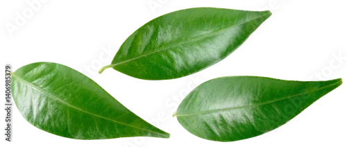 Panel kuchenny z motywem Citrus leaf isolated png. Citrus leaves top view. Orange leaf set on transparent background. Leaves no background. Collection. Full depth of field.