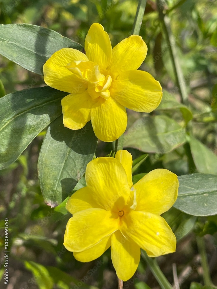 Fototapeta premium 4K close-up of winter jasmine