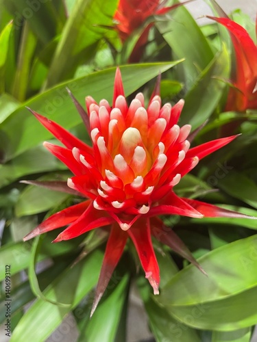red and yellow flower