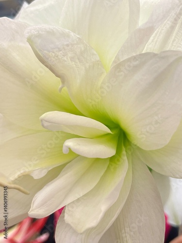 wedding bouquet of white flowers