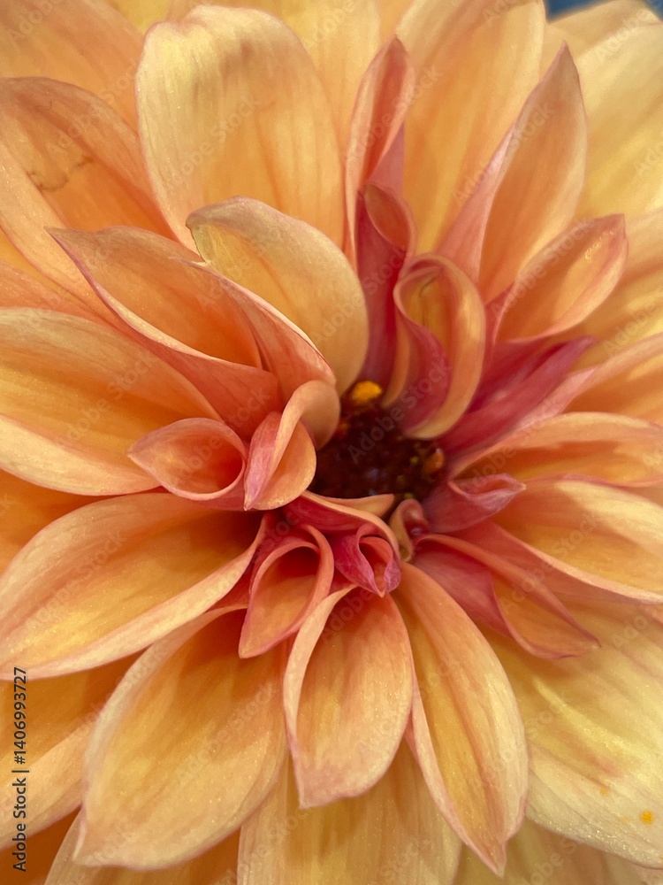 Obraz premium dahlia flower macro