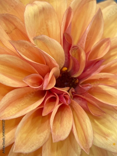 dahlia flower macro