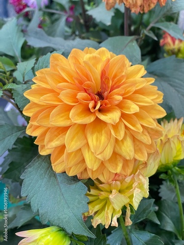 orange chrysanthemum flowers