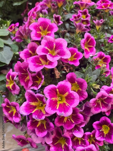 pink flowers in the garden