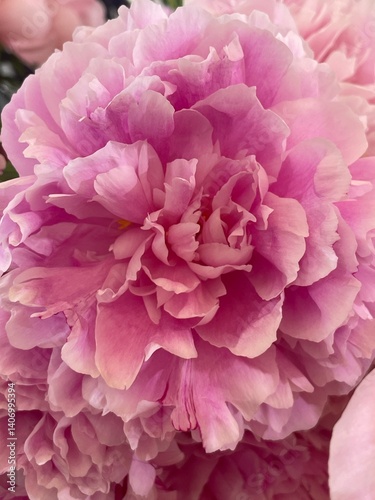 pink peony flower