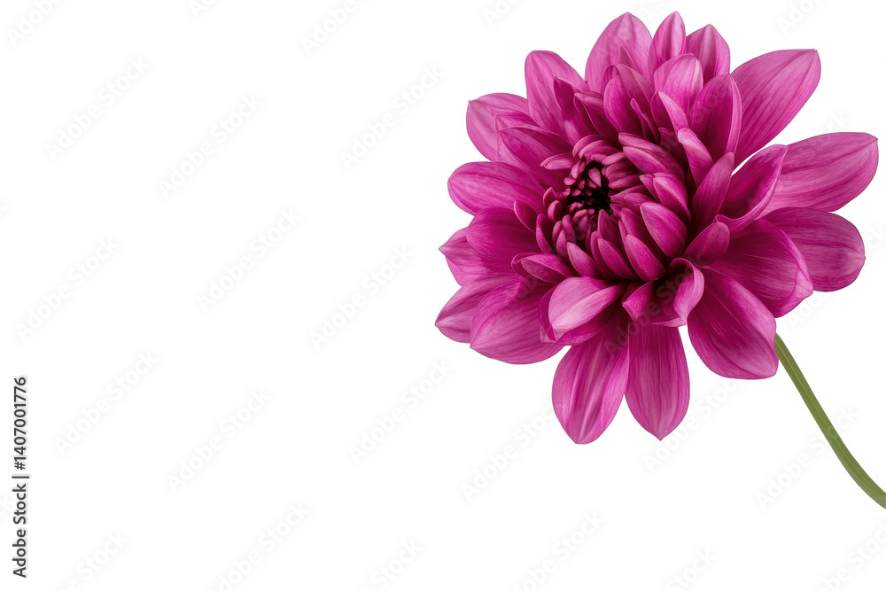 Isolated Pink Dahlia Flower Isolated Pink Dahlia Flower