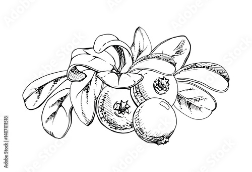 Lingonberry cranberry green leaves heap bunch, ripe swamp forest berry bearberry teaberry wintergreen. Isolated botanical illustration, vector ink hand drawn. For dessert menu, wedding, farmers market
