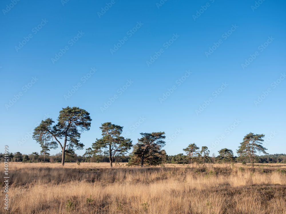 Obraz premium pine trees and puddles on leersumse veld in the netherlands