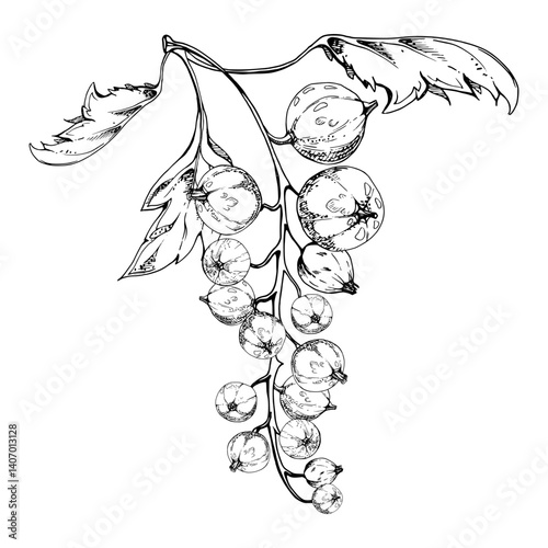 Currant gooseberry cluster bunch raceme with leaves, ripe garden berry casseille jostaberry juneberry, vector ink hand drawn. Isolated botanical illustration. Vegan product labels, gardening calendar
