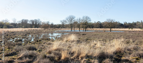 Obraz na płótnie pine trees and puddles on leersumse veld in the netherlands w salonie