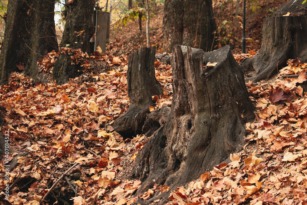 Fototapeta premium tree in autumn, Autumn, Tree trunk, Cut tree trunk, Ancient tree trunk, Orange leaves covering a tree stump, Fallen autumn leaves, Fallen, orange leaves, autumn scene, autumn forest