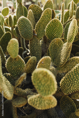 Sharp Patterns of Cactus Thorns Creating a Natural and Rugged Atmosphere
