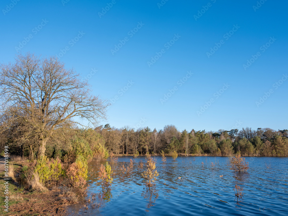 flooded small pine trees on leersumse veld in holland