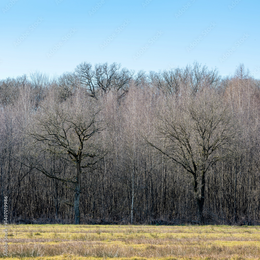 silhopuettes of bare oak trees against alder trees in forest near utrecht in holland