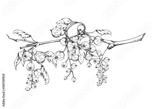 Currant gooseberry garden berry hanging on branches with green leaves in group clusters, hand drawn in vector ink. Isolated illustration for craft eco cosmetics, aroma candles, organic food jam labels