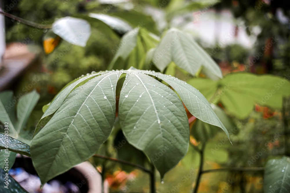 Obraz premium Fresh green leaves with water droplets