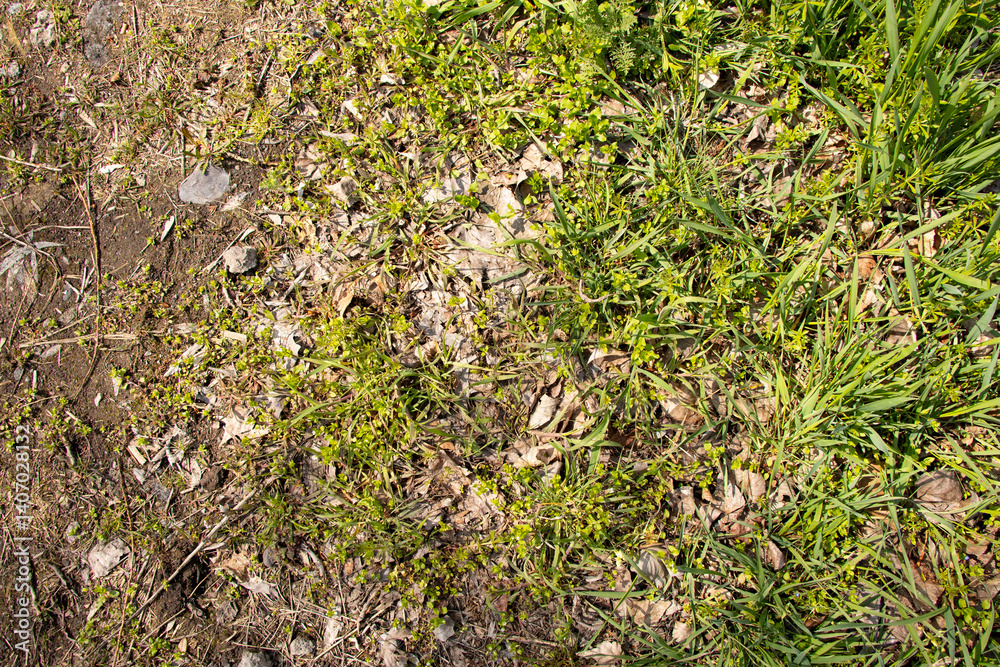 Earth and stones and leaves with grass as a background, earthen road during the day in the sun in spring Earth and stones and leaves with grass as a background, earthen road during the day in the sun in spring