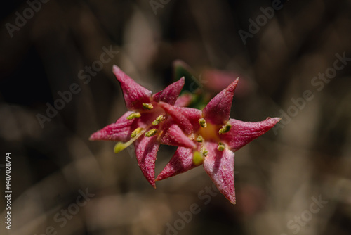 Lonicera gracilipes (species of honeysuckle)
