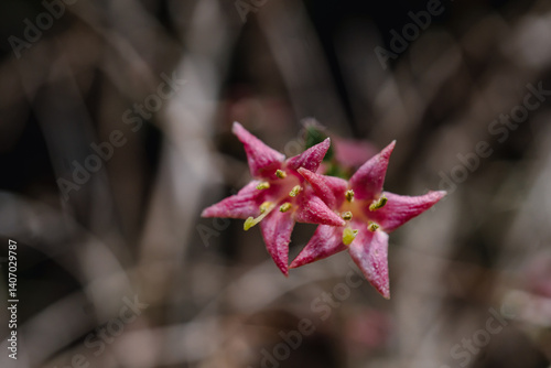 Lonicera gracilipes (species of honeysuckle)