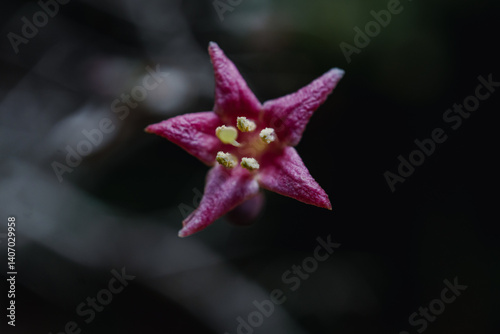 Lonicera gracilipes (species of honeysuckle)