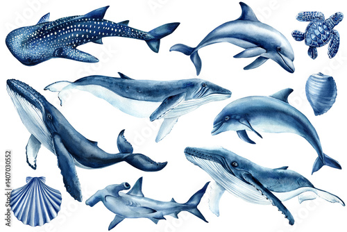 Photography Whales, dolphins, sharks, sea turtle and shells marine wildlife illustration isolated