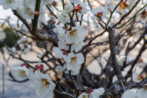 Japanese apricot; Prunus mume; Japanese ume