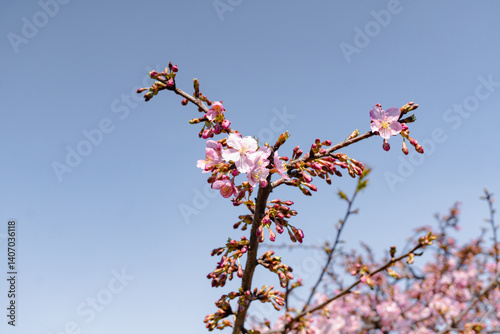 cherry; cherry tree