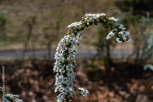 spiraea