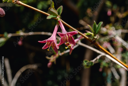 Lonicera gracilipes (species of honeysuckle)