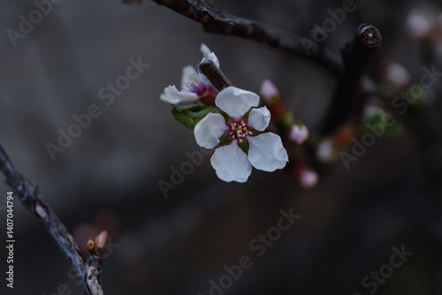 Nanking cherry (Prunus tomentosa); downy cherry