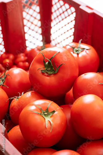 Close up tomatoes basket harvesting