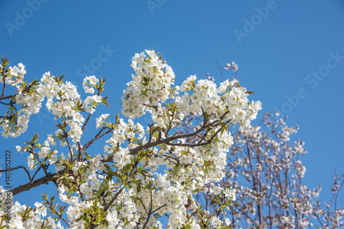 Flourishing cherry blossom in Japan