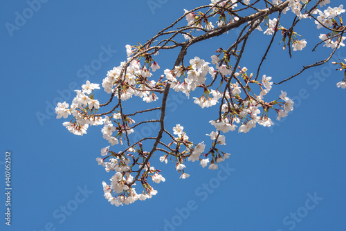 Flourishing cherry blossom in Japan