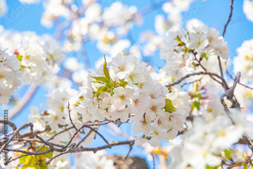 Flourishing cherry blossom in Japan