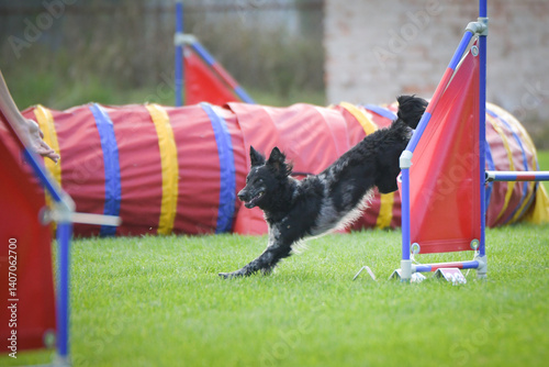 Dog is jumping over the hurdles. Amazing day on czech agility competition.	