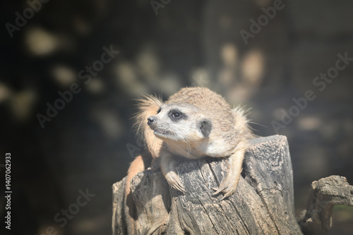 Close up portrait of wild Meerkat Suricata. I watch out for you.	