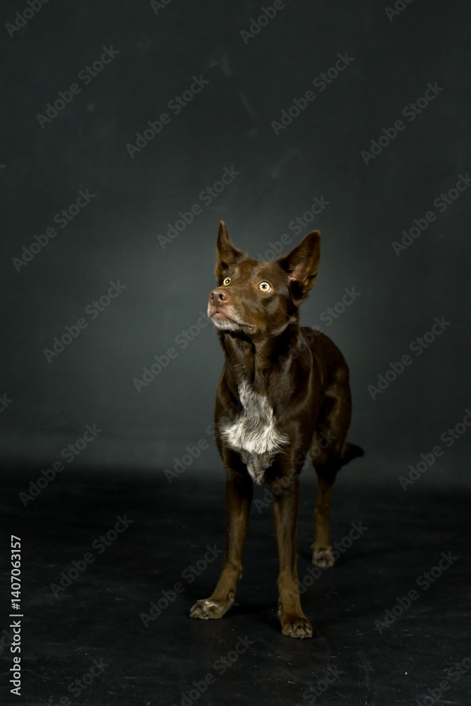 Obraz premium photo of dog in photo studio on black color. Black background in photo studio with dog. 