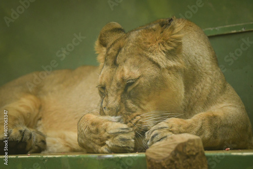 The female Indian lion is eating her meat in the zoo enclosure. A happy animal in captivity is being fed meat.	
