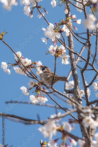 Sparrows drinking cherry blossom nectar
