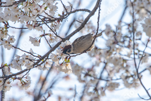 Sparrows drinking cherry blossom nectar