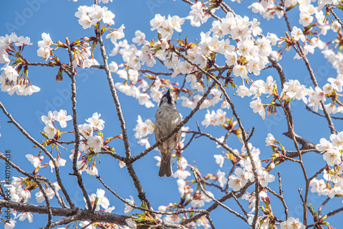 Sparrows drinking cherry blossom nectar