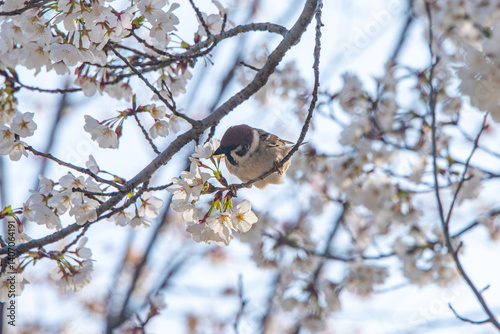 Sparrows drinking cherry blossom nectar
