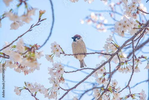 Sparrows drinking cherry blossom nectar