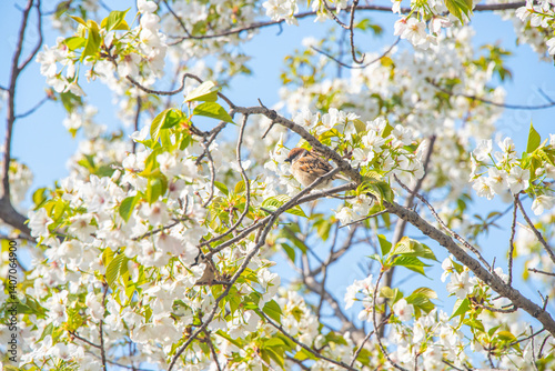 Sparrows drinking cherry blossom nectar
