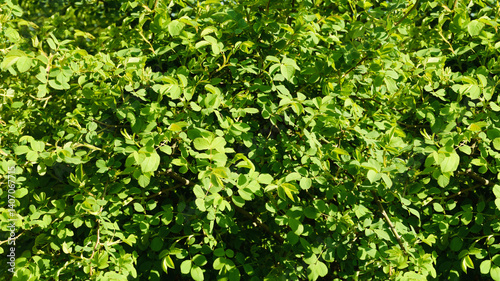 View of a hedge of wild roses.