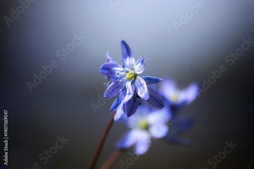 Close-up of wood squill (Scilla siberica) flowers in bloom, showcasing their delicate blue petals and prominent stamens, capturing an early sign of spring