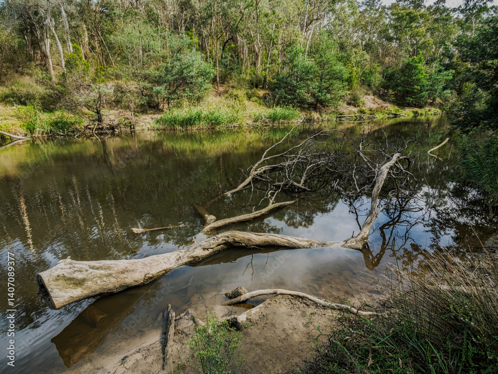 : Massive Tree Felled Into River : Massive Tree Felled Into River