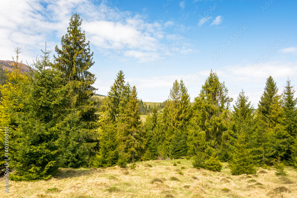 countryside mountain landscape in spring. scenic ecosystem of europe. fir forest on the grassy hill beneath a blue sky with clouds on a sunny day
